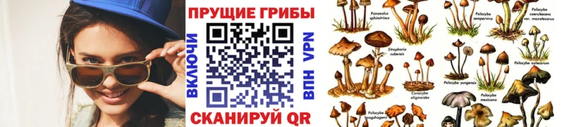 Купить  Абакан  Галлюциногенные грибы Psilocybe 